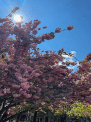 Cherry blossoms bloom in Haskovo, Bulgaria street scene