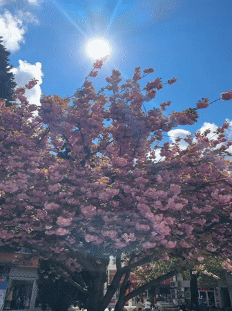 Cherry blossoms bloom in Haskovo, Bulgaria street scene