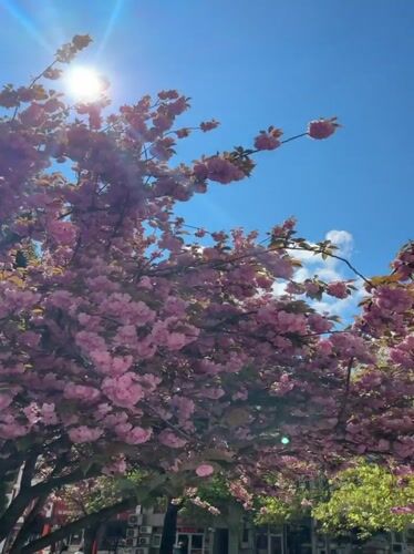 Cherry blossoms bloom in Haskovo, Bulgaria street scene