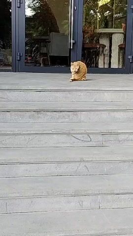 A ginger cat is sitting on a set of concrete steps in front of a building with large glass doors. The cat is grooming itself. The doors are closed, and reflections of trees and furniture are visible on the glass. The steps are wide and appear to be made of concrete or stone. The sun is shining, casting shadows on the steps.