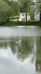 White bird glides over pond near Moscow's Novodevichy Convent