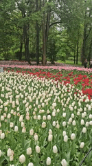 Tulip gardens bloom in Saint Petersburg park scenes
