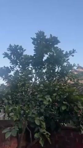 The video shows a brick wall with a tree in front of it, then pans up to show rooftops of buildings. The sky is a clear blue. Some laundry is hanging on a stick leaned up against the brick wall.