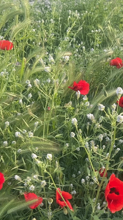 Spring blooms and street scenes documented in Plovdiv