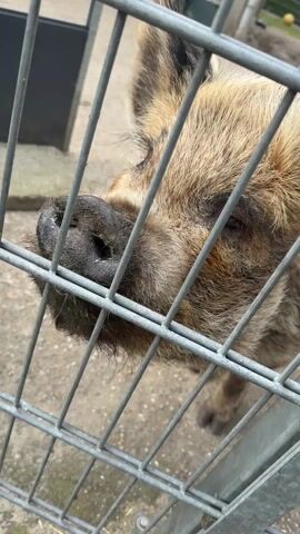 The video shows a wild boar in captivity. The boar, which has a mottled brown and black coat, is standing behind a metal fence. The camera focuses on the boar's face, highlighting its dark eyes and snout, before panning to show a yellow tag attached to its ear. The background shows a concrete floor and a few nondescript objects. The boar emits a low, guttural sound.