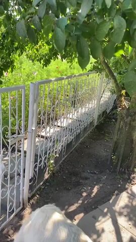 The video shows a large white dog in a yard with a white metal fence. The dog is sniffing the ground near an open gate. A smaller black and white dog's head briefly appears in the foreground of the video. The yard is sunny with green foliage and flowers visible beyond the fence.