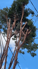 Tree pruning near power lines in Kuta Selatan, Bali