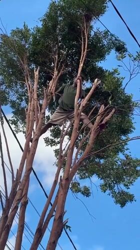Tree pruning near power lines in Kuta Selatan, Bali