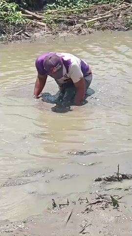 A person wearing a purple and white shirt, dark pants, and a baseball cap is in shallow, muddy water. They are bent over, with their hands submerged in the water, appearing to be searching for something in the mud. The surrounding environment is natural, with vegetation and debris visible along the bank of the water body. The water is murky and appears to be a slow-moving stream or pond.