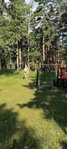 A video pans across a wooded area with a playground. In the foreground, grass and weeds are visible. To the left, a wooden sculpture stands in the grass. In the center, a playground structure with a slide and swings is set up. Further back, more wooden sculptures are present, along with a sandbox. The background is filled with tall pine trees. The lighting suggests it is daytime with sunlight filtering through the trees. No people are visible in the video.