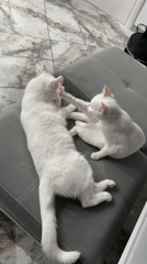 Two white cats play on furniture in Burgas
