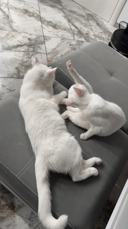 Two white cats play on furniture in Burgas
