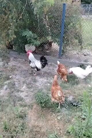 A rooster with black and white feathers, a red comb, and a black tail stands in a dirt area next to a fence. Behind him, several brown chickens are pecking at the ground. A white chicken is also visible to the right. The background features lush green bushes and trees. The scene appears to be outdoors, possibly a farm or a backyard, given the presence of chickens and the fence. A blue pole supports the chain-link fence. The time stamp at the bottom left corner reads "2026.07.03 14:06", indicating it was filmed on July 3, 2026, at 2:06 PM. The lighting suggests it is daytime, and the lush vegetation implies fair weather. The location is identified as Novyi Myliatyn, Ukraine.