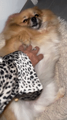 Pomeranian chills at home in Chambœuf, France