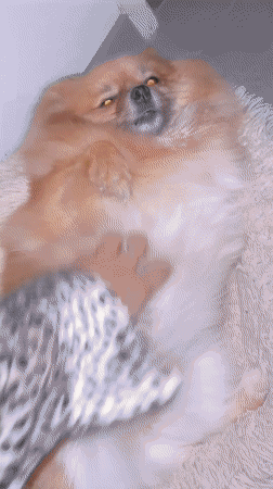 Pomeranian chills at home in Chambœuf, France