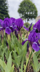Spring day documented across Birobidzhan: flowers, art, children playing