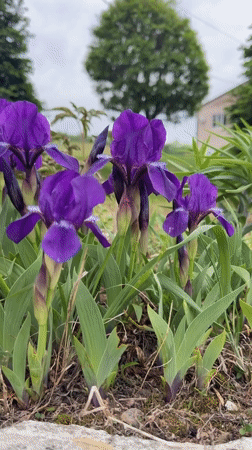 Spring day documented across Birobidzhan: flowers, art, children playing