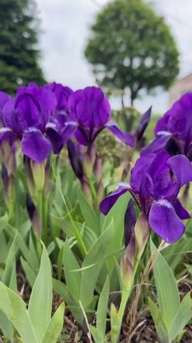 Spring day documented across Birobidzhan: flowers, art, children playing