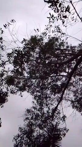 The video shows a view looking upwards towards the sky through the branches and leaves of trees. The sky is overcast with a gray tone. The trees are silhouetted against the sky, creating a dark contrast. The leaves appear dense in some areas, obscuring the sky, while other branches are bare. The perspective is static.