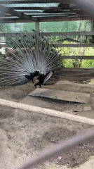 Visitor documents peacock display, blooming irises at Mykolaiv garden