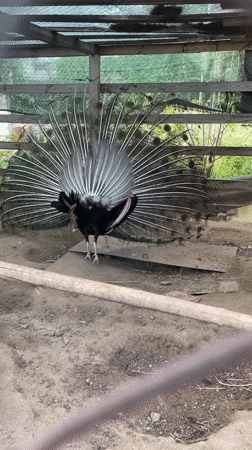 Visitor documents peacock display, blooming irises at Mykolaiv garden