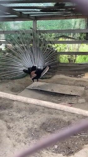 Visitor documents peacock display, blooming irises at Mykolaiv garden