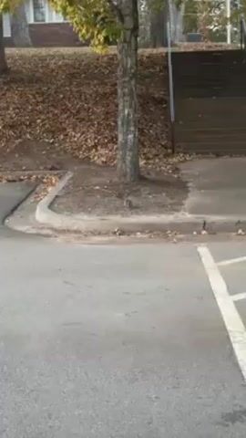 The camera is static, showing a tree in a patch of ground between a parking lot and a small hill. The hill is covered in fallen brown leaves. There's a set of steps with a railing ascending the hill. A gray squirrel darts into view near the tree and then runs off.