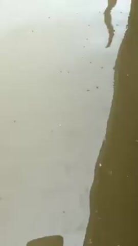 The video shows a close-up view of a body of water, possibly a pond or lake, with numerous water striders floating on the surface. The water has a murky, gray-brown color. A dark, blurry reflection is visible on the water's surface, likely of a tree or structure. The water striders are small and dark, moving across the surface of the water.
