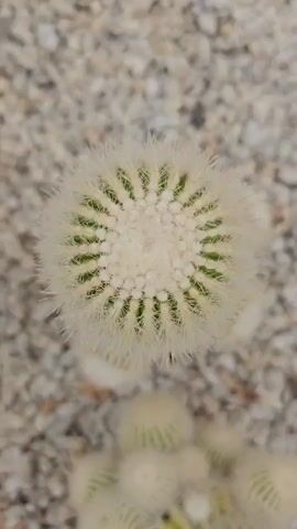 A close-up, top-down view of a small, round cactus covered in white fuzzy spines. The cactus is planted in a bed of small, light-colored pebbles. As the camera slowly pans out and up, more of the cactus and its surrounding environment become visible. A cluster of smaller cacti is also visible in the bottom right corner of the frame. The video is shot in natural lighting and has a shallow depth of field, with the background appearing blurred.