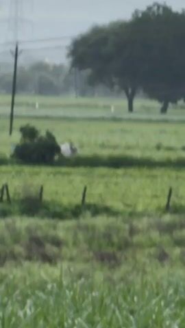 The video shows a rural landscape with a bull and a cart in a field. A person is sitting on the cart, which is being pulled by the bull. The field is green and appears to be cultivated. There are trees and power lines in the background. The weather appears to be overcast or rainy.