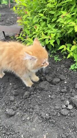 A small, fluffy orange kitten with white markings on its face is exploring the dirt ground. It is positioned in the center of the frame and is looking down towards the ground, sniffing and pawing at the dirt. Behind the kitten, there is a lush green bush with small pink flowers. The ground is composed of dark, loose soil with some small pebbles. To the left of the kitten, a small, rustic metal object, possibly a garden tool or a piece of scrap metal, is partially visible. The lighting suggests it is daytime, and the overall environment appears to be an outdoor garden or yard. The kitten is the sole subject of the video, and no humans or other animals are visible.