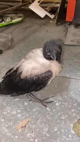 A young crow, with mottled gray and black plumage, sits on a speckled gray concrete floor. Its eyes are a striking blue, and its beak is dark and pointed. The crow is facing the camera, appearing somewhat ruffled and perhaps a little vulnerable. The background is cluttered with various objects, suggesting an indoor, possibly industrial or storage area. There are glimpses of what look like metal structures, possibly machinery or shelving, painted in red and black. Some debris, including a piece of wood and a dry leaf, are scattered on the floor around the bird. The lighting is somewhat dim, but the bird is well-illuminated, making it the clear subject of the image. The overall impression is of a wild creature unexpectedly found in a man-made, somewhat unkempt environment. The time of day and weather are not discernible from the image. There is no visible text.