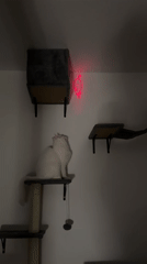 White cat plays with laser pointer on furniture in Arzberg