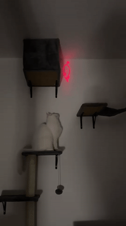 White cat plays with laser pointer on furniture in Arzberg