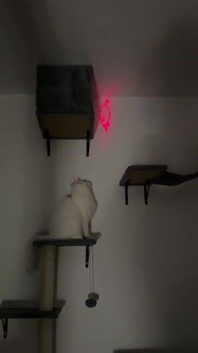 White cat plays with laser pointer on furniture in Arzberg