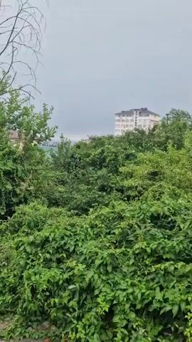 The video shows an outdoor scene with lush green foliage in the foreground and midground. A multi-story building with a light-colored facade and a dark roof is visible in the distance, partially obscured by trees. The sky is overcast, suggesting a cloudy or possibly rainy day. A bare tree with intricate branching is prominent to the left of the frame, contrasting with the leafy trees around it. The camera appears to be static, capturing the environment without any apparent movement or activity. The overall impression is one of a natural landscape with some human development present.