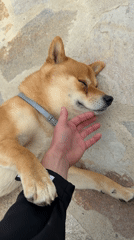 Dog rests peacefully with human in Bulgarian village