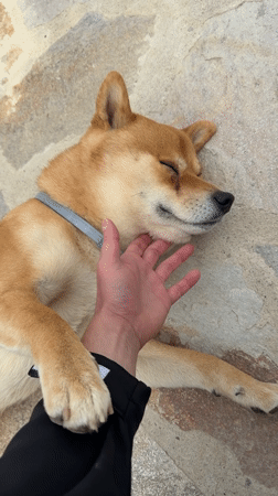 Dog rests peacefully with human in Bulgarian village