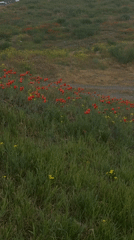 Spring morning scenes documented across Yerevan neighborhoods