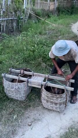 A person wearing a light blue hat and a dirty tan shirt, dark pants, and sandals is bending over a wooden contraption with two large woven baskets attached. The contraption is designed to be carried, possibly over the shoulders, with the baskets hanging on either side. Inside each basket, several young goats are visible, their heads and bodies mostly obscured by the woven material. The person appears to be adjusting or securing the goats or the contraption with their hands. The scene takes place outdoors on a dirt path surrounded by lush green vegetation and some structures in the background. The lighting suggests it is daytime, possibly late afternoon or early morning, with soft, diffused light.
