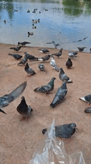 Child feeds pigeons at Saint Petersburg waterfront morning gathering