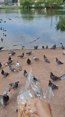Child feeds pigeons at Saint Petersburg waterfront morning gathering