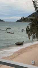 Exploring a beachside turtle attraction in Ko Pha-ngan