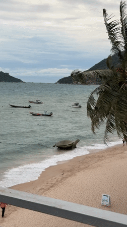 Exploring a beachside turtle attraction in Ko Pha-ngan