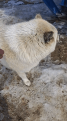 Ordinary moments with dog, sky, and daily life documented in Russia