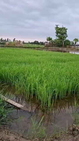 A video shows a close-up of lush green rice shoots in a flooded field under a cloudy sky. The water reflects the sky and the plants, with muddy banks and some sparse grass visible at the bottom. In the background, a tall tree stands out against a backdrop of distant buildings and other greenery. The scene appears to be rural, possibly at dusk or dawn, given the soft, diffused light and the muted colors of the sky. There are no people or animals visible in the video.