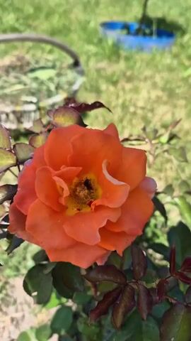 A close-up shot focuses on an orange rose with a black insect visible in its center. The rose is surrounded by dark green leaves, some of which have reddish-brown tips. The background is blurred, showing green grass and a blue object, possibly a bucket or pool. The lighting suggests it is daytime.