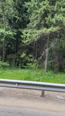 Mixed forest conditions documented in Starokurovo, Russia
