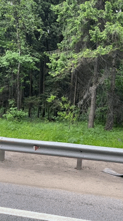 Mixed forest conditions documented in Starokurovo, Russia