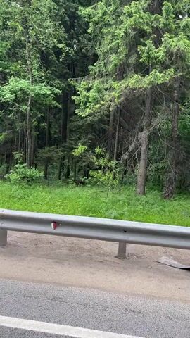 The camera faces a dense green forest with tall trees visible behind a metal guardrail. The forest floor is covered with lush green grass and small shrubs. A few scattered branches and logs lie on the ground. The camera is static and captures the scene from a roadside perspective. The overall impression is that of a verdant and quiet natural environment bordering a road.